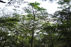 Ailanthus triphysa